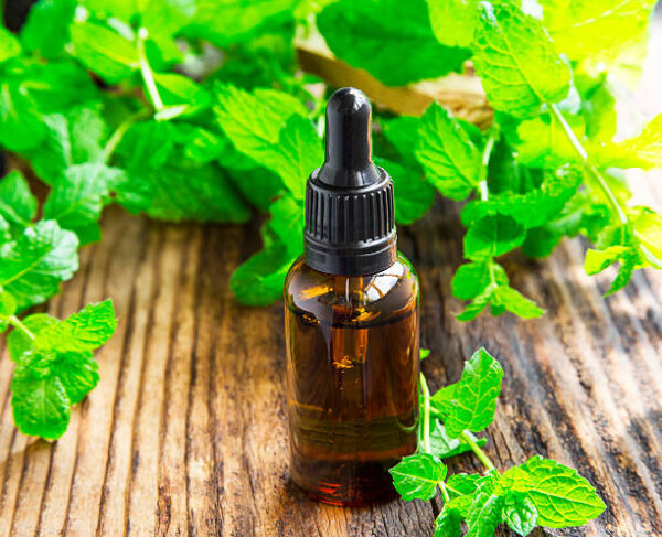 Mint essence/oil in black bottle on wooden board with mint leaves plant